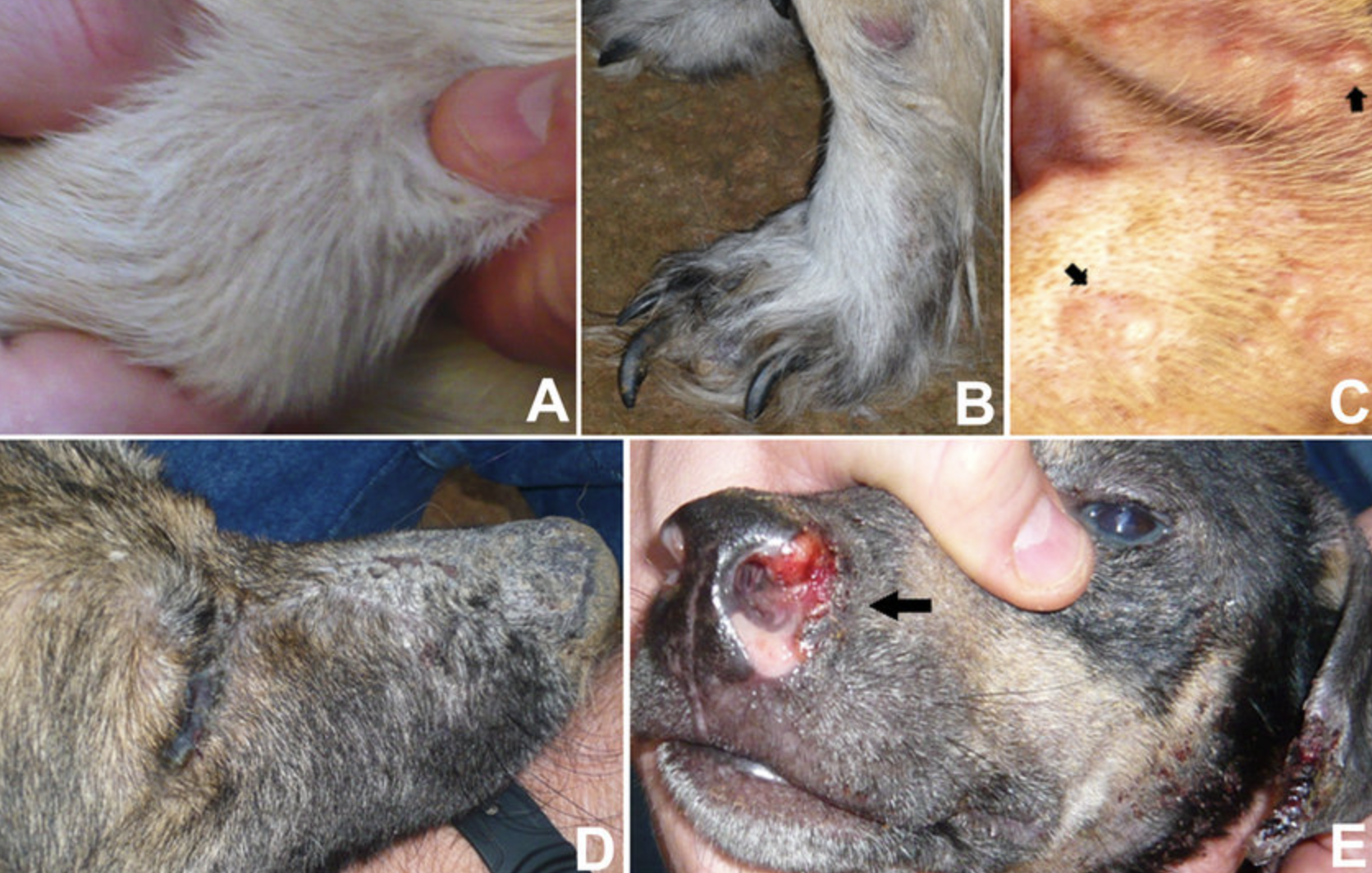 manifestazione clinica leishmania su cane